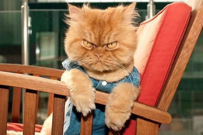 【图片】生气的猫咪