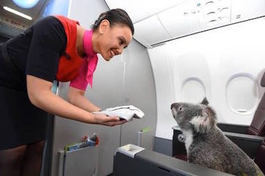 QANTAS AIRWAYS 最可爱的乘客