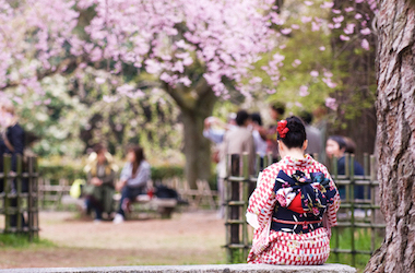 2015 年日本樱花开放日期
