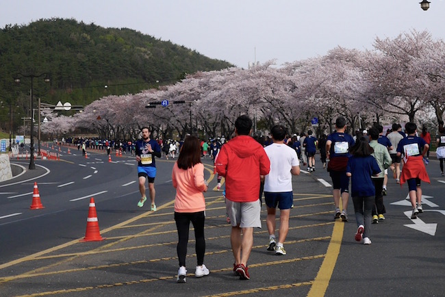 【韩国｜庆州】2016 年第 25 届樱花马拉松