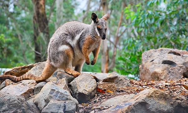 Featherdale wildlife park discount coupons 2019