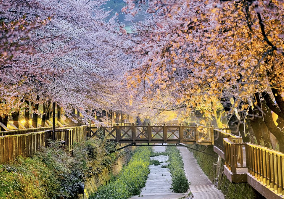 【春天赏樱】日本 OR 韩国 怎么选？