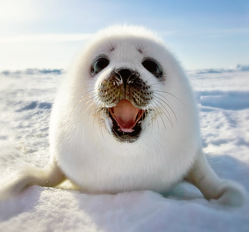 Seal