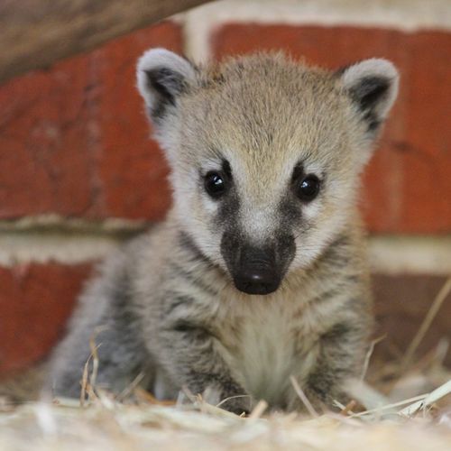 Coati