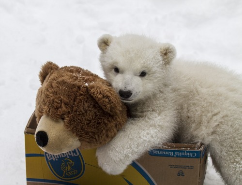 Polar Bear