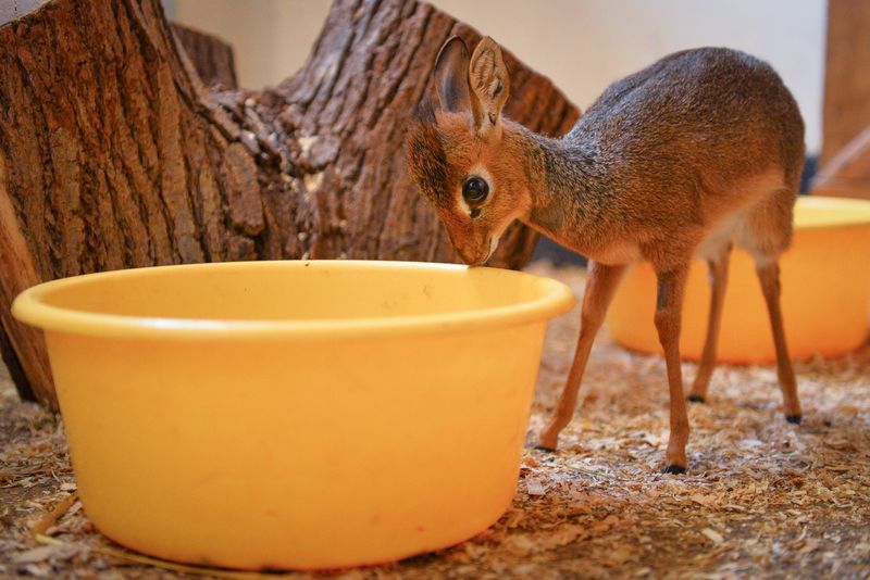 Dik-dik