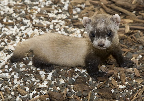 ferret