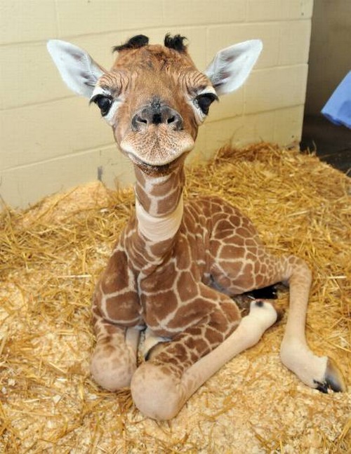Giraffe