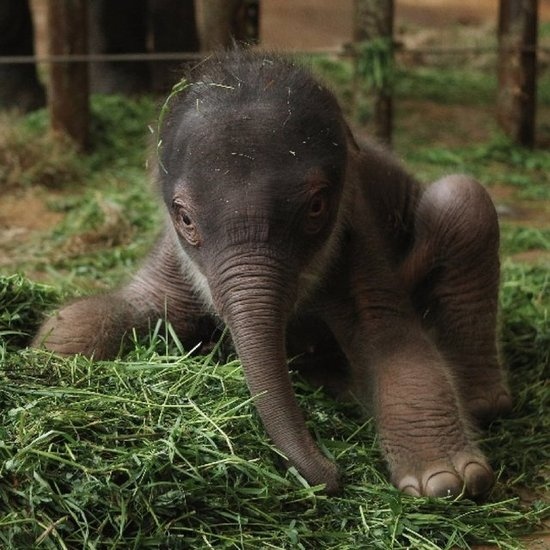 Elephant