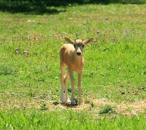 Addax