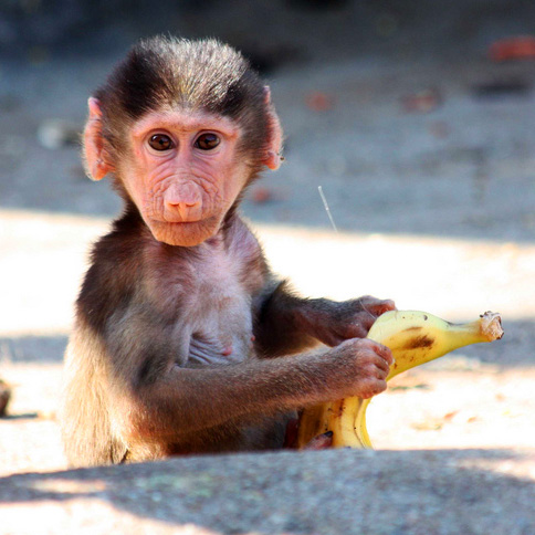 Baboon