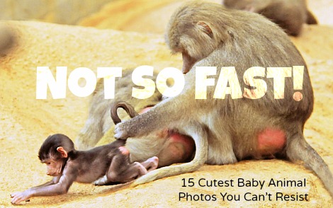 15 CUTEST BABY ANIMAL PHOTOS THAT WILL MAKE YOU SAY AWWW…