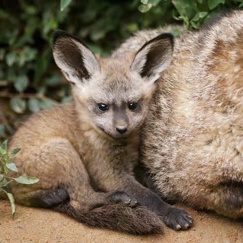 bat-eared fox