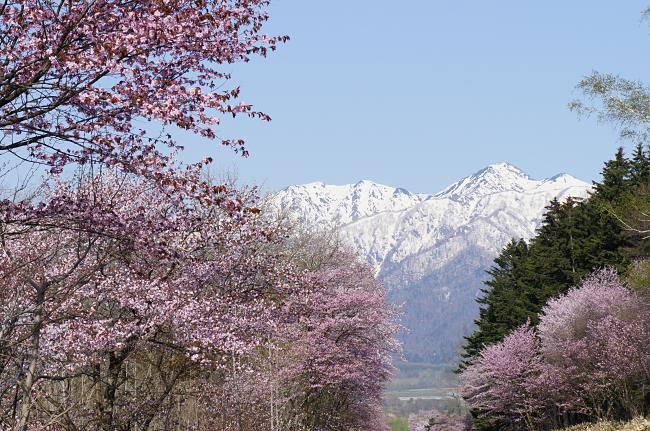 Hokkaido 70% Subsidies Is Only Valid For Locals In Japan