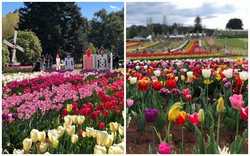 Flower Power! Get Ready For The 66th Tesselaar Tulip Festival! 