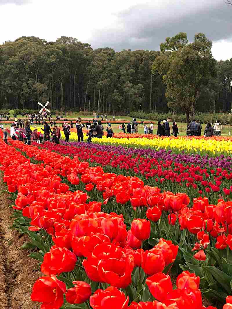 Flower Power! Get Ready For The 66th Tesselaar Tulip Festival! 