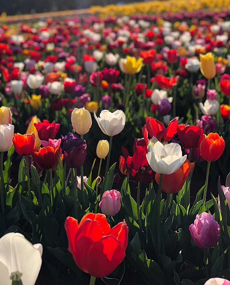 Beautiful Photos From Some Of Australia’s Spring Flower Festivals!