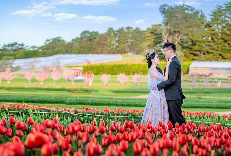 Beautiful Photos From Some Of Australia’s Spring Flower Festivals!