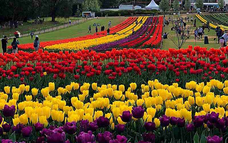 Beautiful Photos From Some Of Australia’s Spring Flower Festivals!