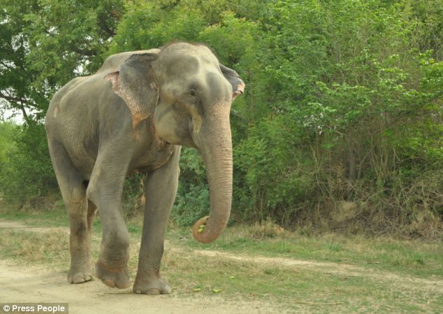 Elephant Raju from India