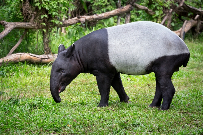 Donate To Save Malayan Tapirs!