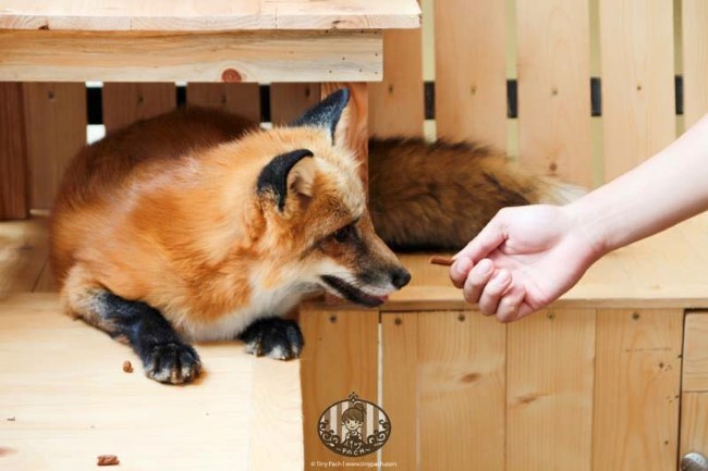 【曼谷】狐狸咖啡馆