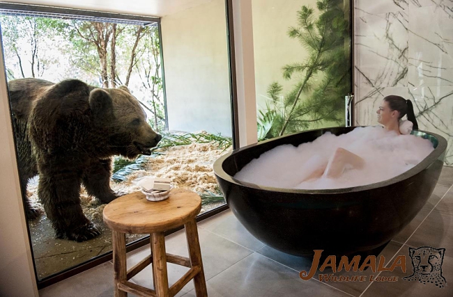 bathing next to bears
