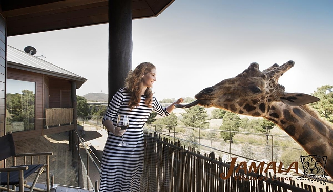 Feeding a giraffe