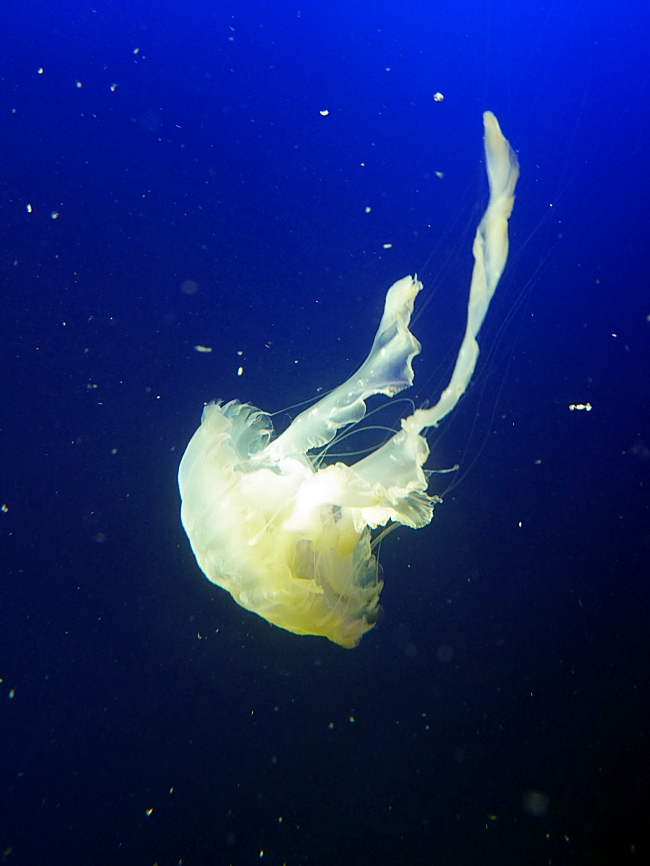 Jellyfish