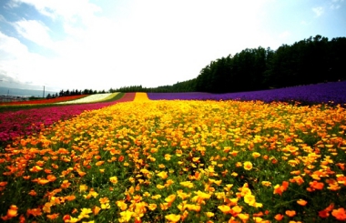 TOP 8 THINGS TO DO IN HOKKAIDO