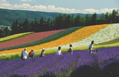 LAVENDER WORLD IN HOKKAIDO!