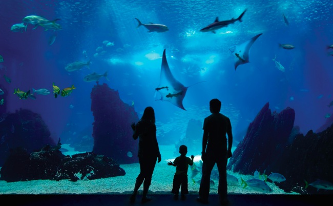 S.E.A Aquarium