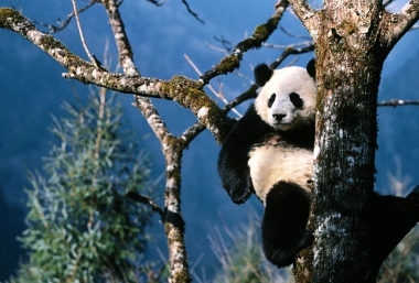 4 REASONS WHY CHENGDU SHOULD BE YOUR NEXT TRAVEL DESTINATION!