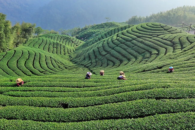 Tea Garden Lugu