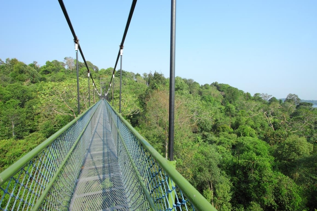 TreeTop Walk at Bukit Timah
