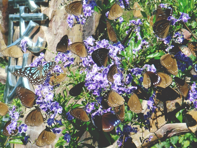 Purple Butterfly Valley-Two Year Butterfly Viewing event
