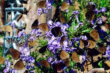 RARE PURPLE BUTTERFLIES IN TAIWAN!