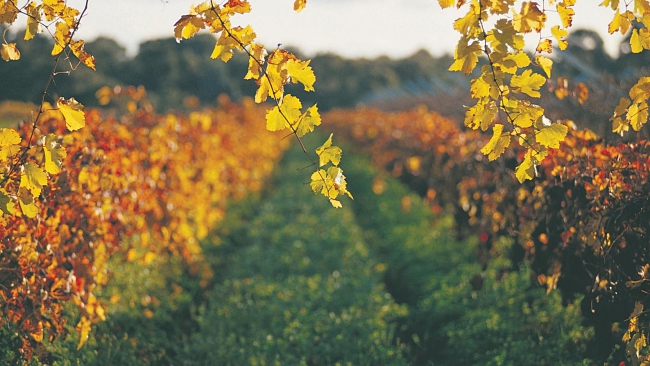  Free Things To Do In Perth & Surrounds
