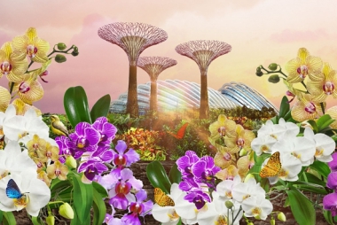ORCHID EXTRAVAGANZA