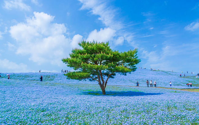 This Blue Universe Exist In Japan!