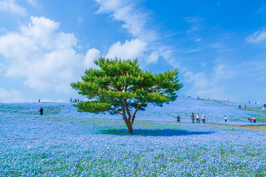 THIS BLUE UNIVERSE EXIST IN JAPAN!