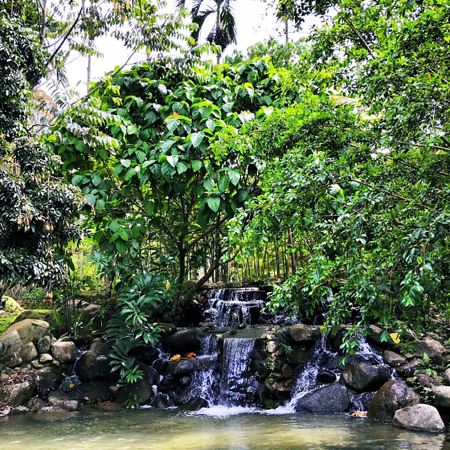 Chengal Hill Janda Baik