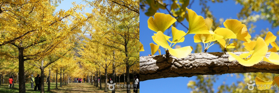 Why Autumn Is The Best Time To Visit Gangwon Province, Korea?