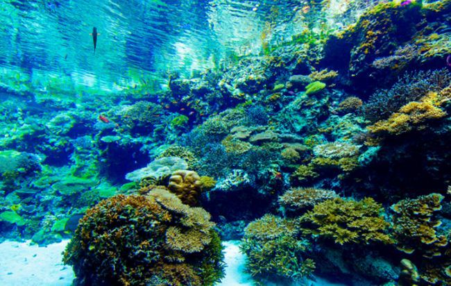 5 Things To Know About Okinawa Churaumi Aquarium In Japan
