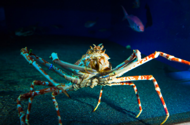 5 Things To Know About Okinawa Churaumi Aquarium In Japan
