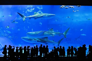 5 THINGS TO KNOW ABOUT OKINAWA CHURAUMI AQUARIUM IN JAPAN