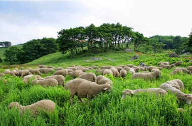 TOP 7 PLACES TO VISIT WHEN IN PYEONGCHANG