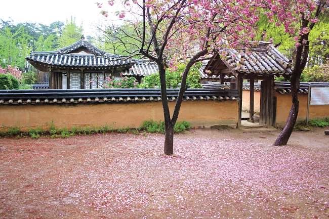 Experience Korean Tea Ceremony At This Beautiful Place In South Korea!