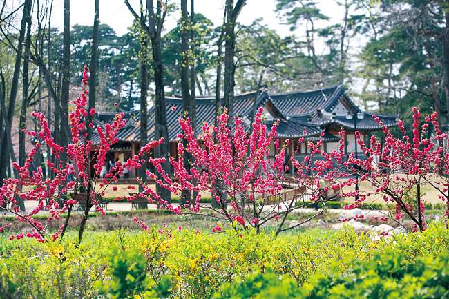 Experience Korean Tea Ceremony At This Beautiful Place In South Korea!