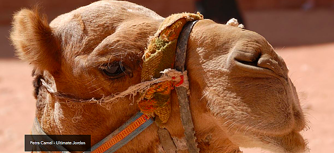 Dreamy Pictures Of Dunes And Deserts Will Make You Want To Visit Jordan And Oman!